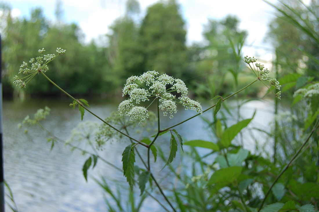 Spotted water hemlock plant