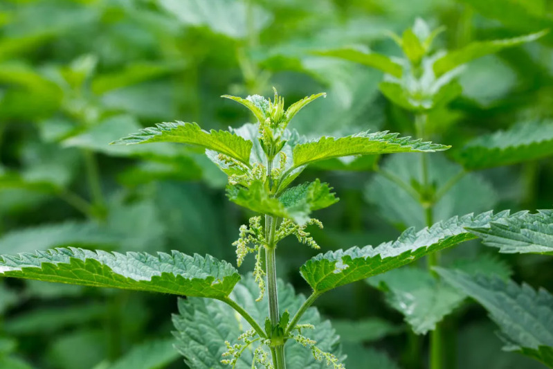Close up of stinging nettle