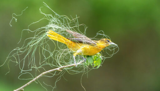 A bright yellow female Baltimore Oriole with thin light strands of grass held in her bill perches at the end of a branch and faces to the right in the frame. The strands billow around her, slightly out of focus, in front of a blurred green background.