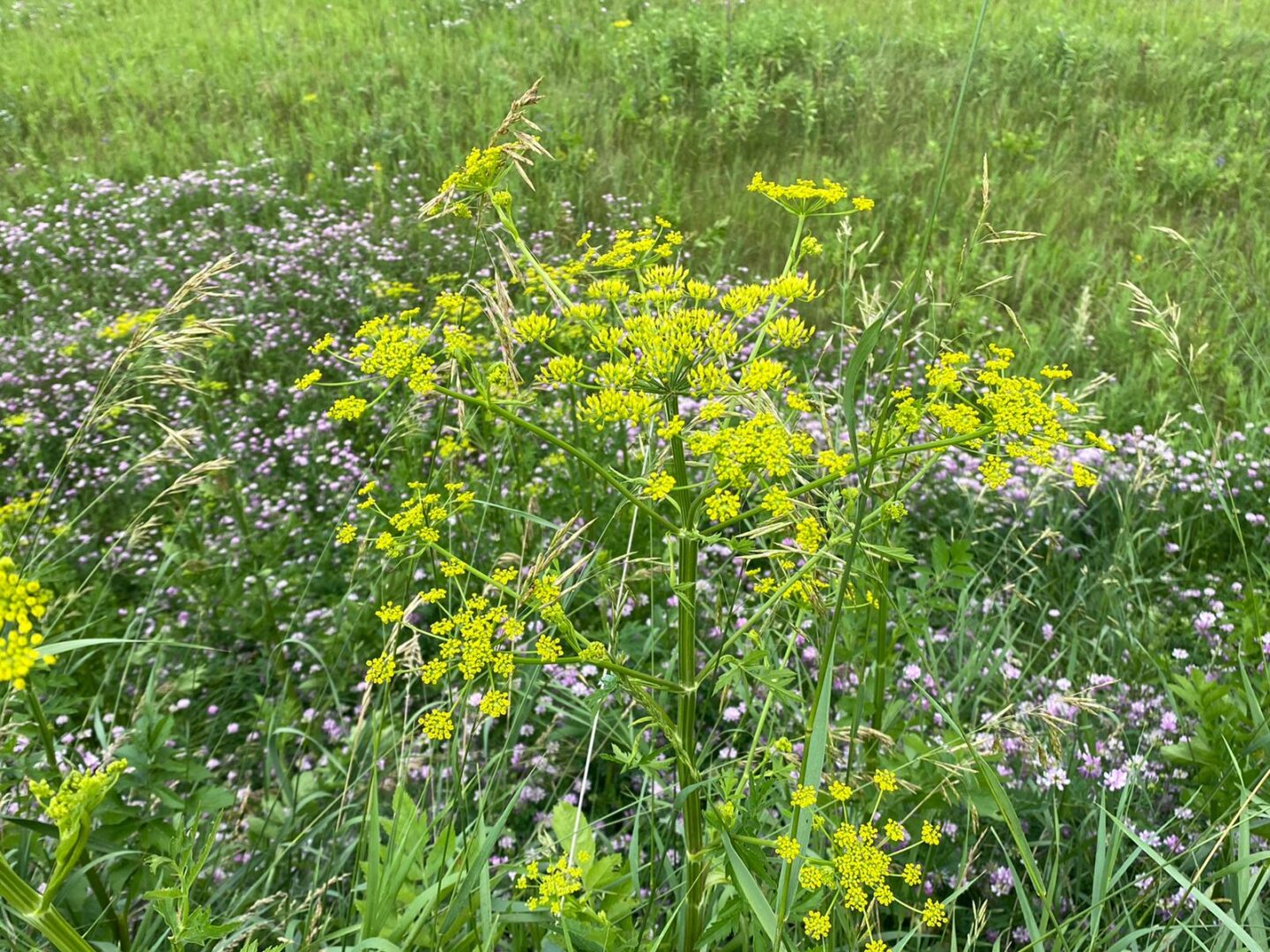 Wild parsnip growing in a field