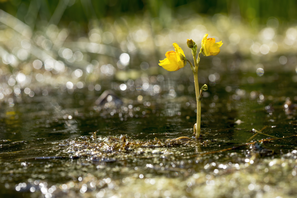 A bladderwort plant in bloom