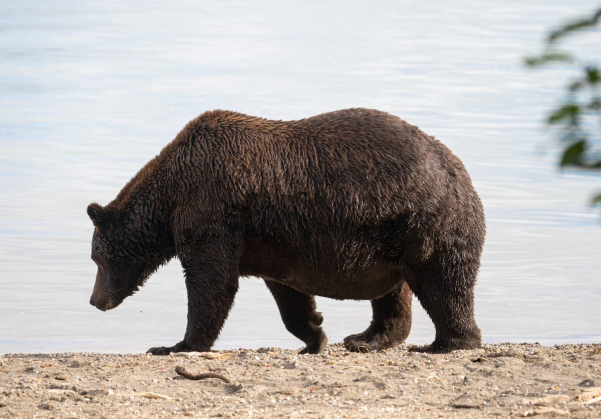 A brown bear on the beach