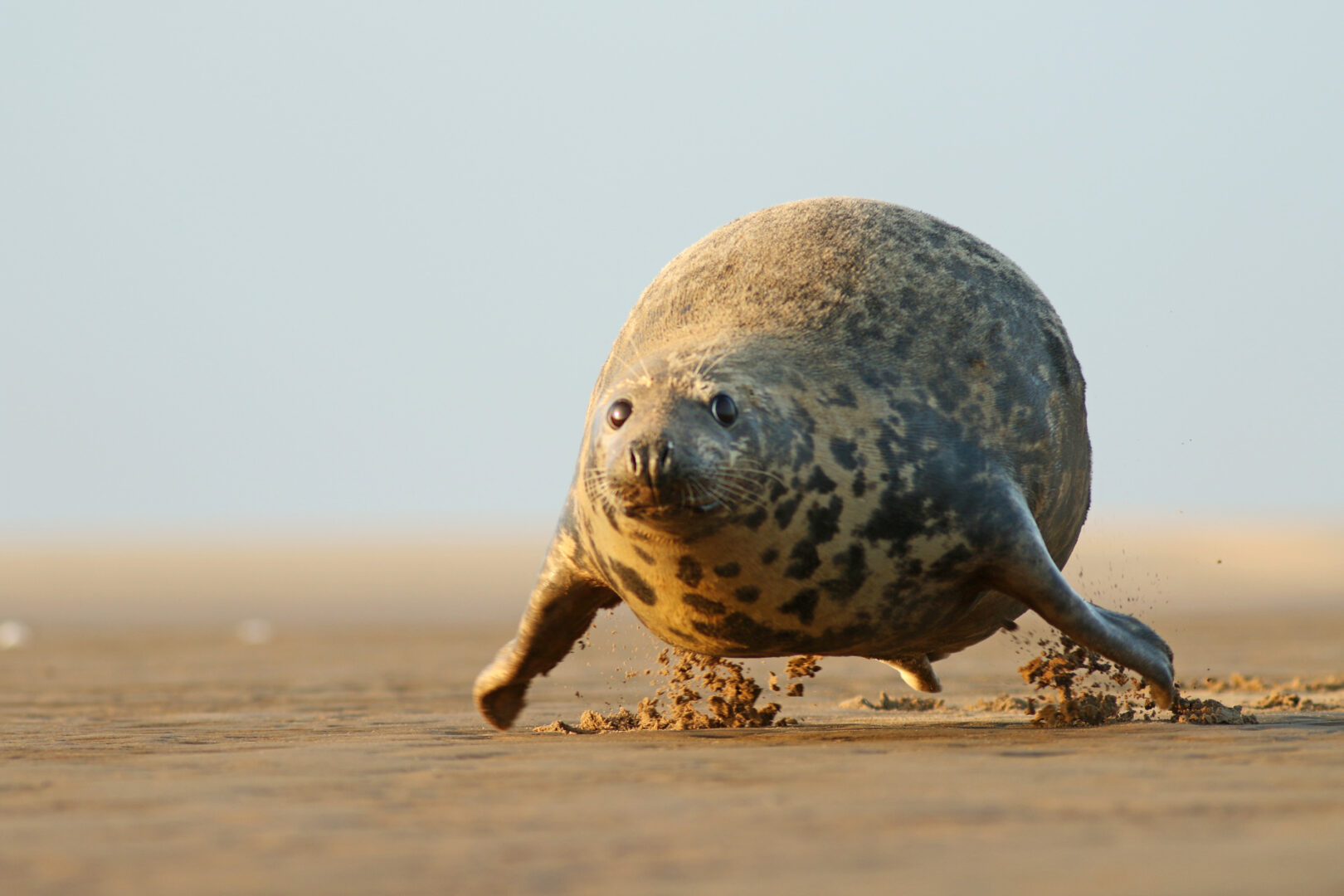 a rotund Gray seal is pictured mid jump as it travels along the sand, making it look like it is hovering