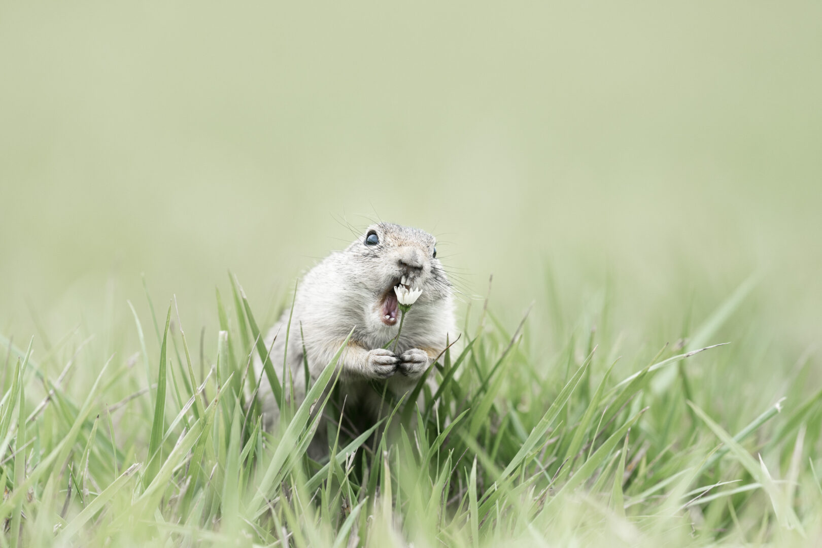 a grey squirrel grasps a small white flower with its tiny paws and lunges with its mouth open to eat it