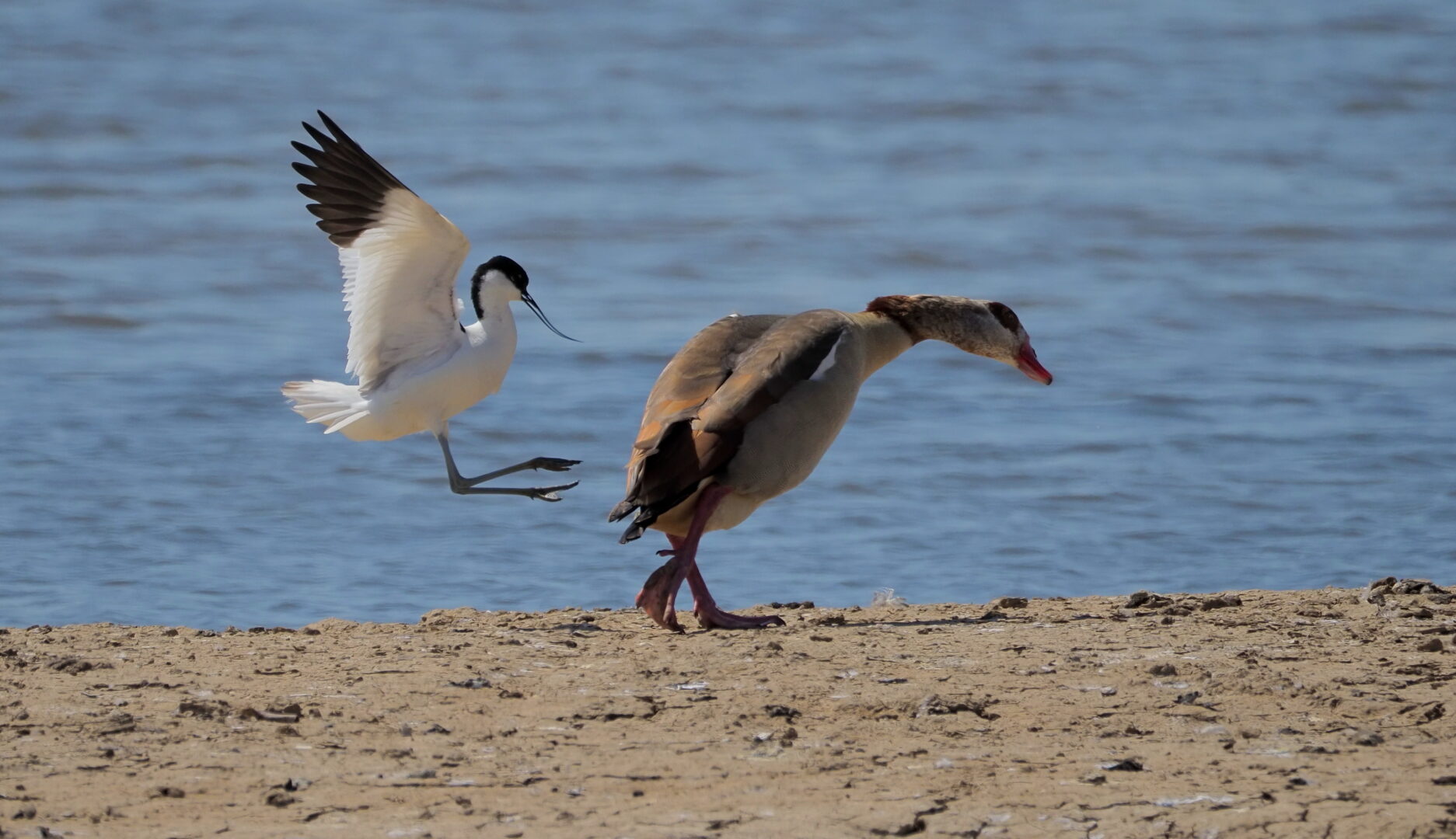 An avocet attacks an unsuspecting egyptian goose on a beach