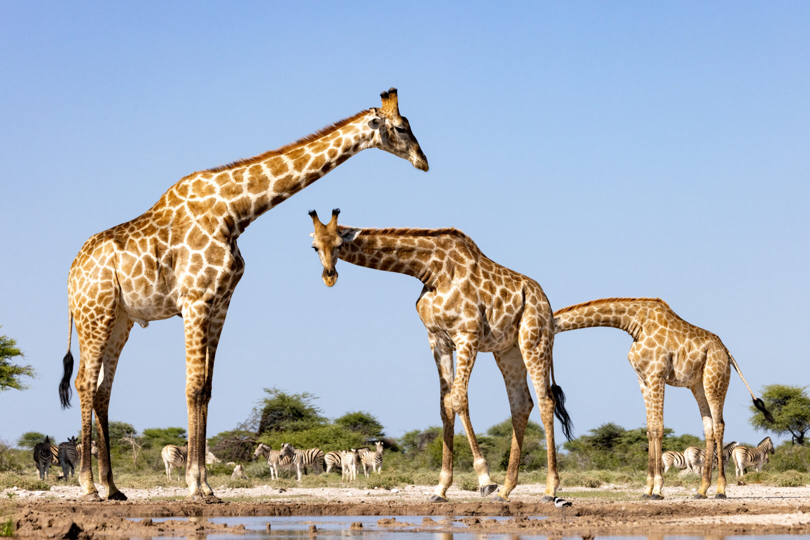 three giraffes stand in a field and one of their heads disappears behind the butt of the other, making it look like it has its head stuck in his friends butt