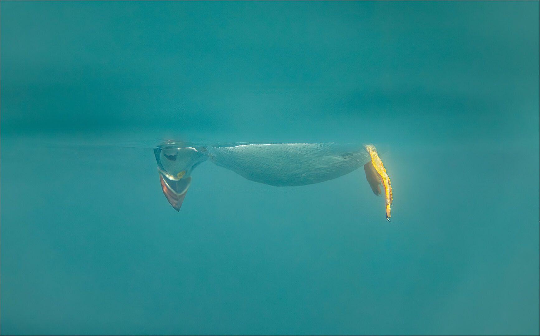 a puffin floats face down in an inverted snoopy pose as it looks down at jelly fish