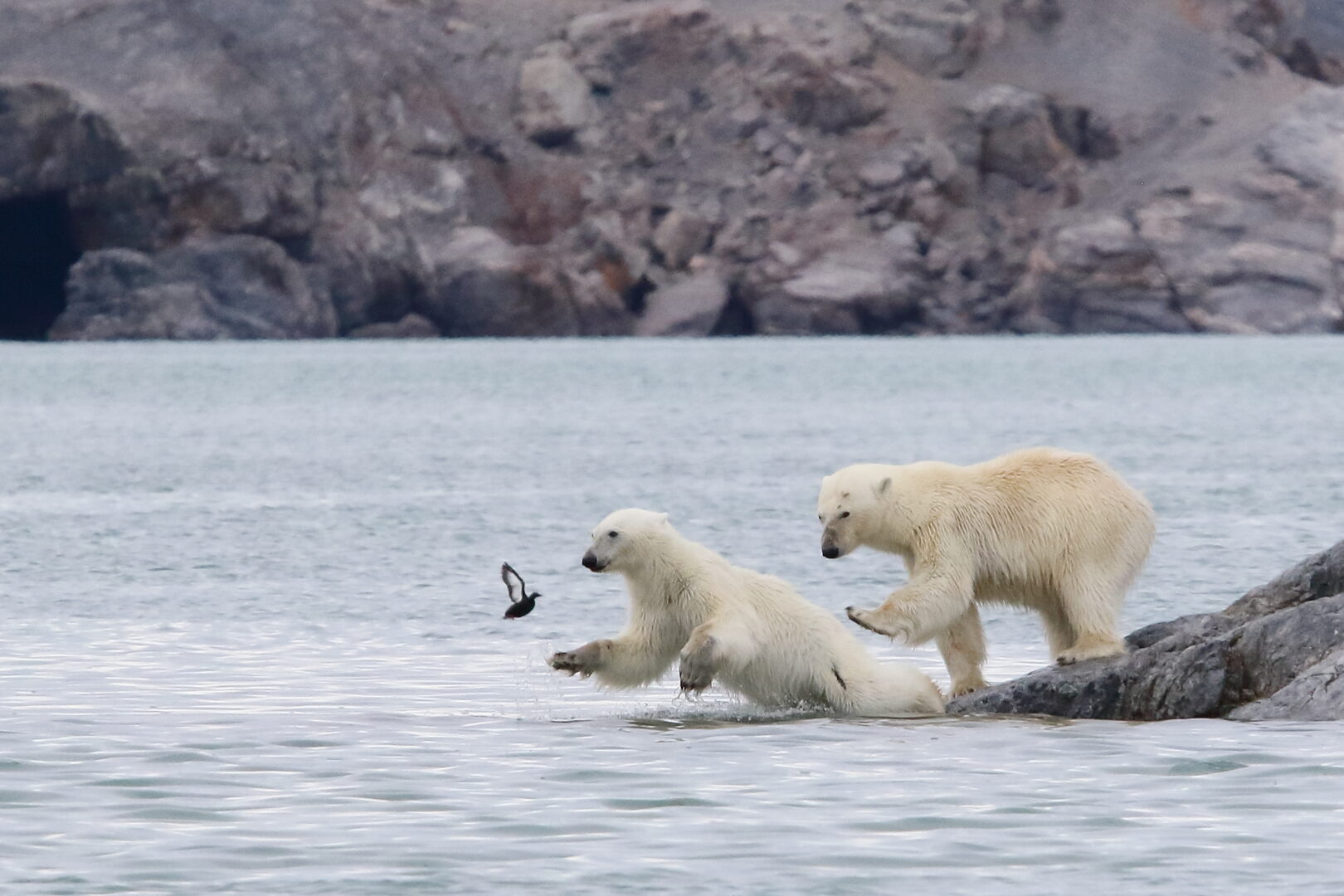 A mother polar bear stands on the edge of a rock as she pushes her hesitant young into the water with her front leg
