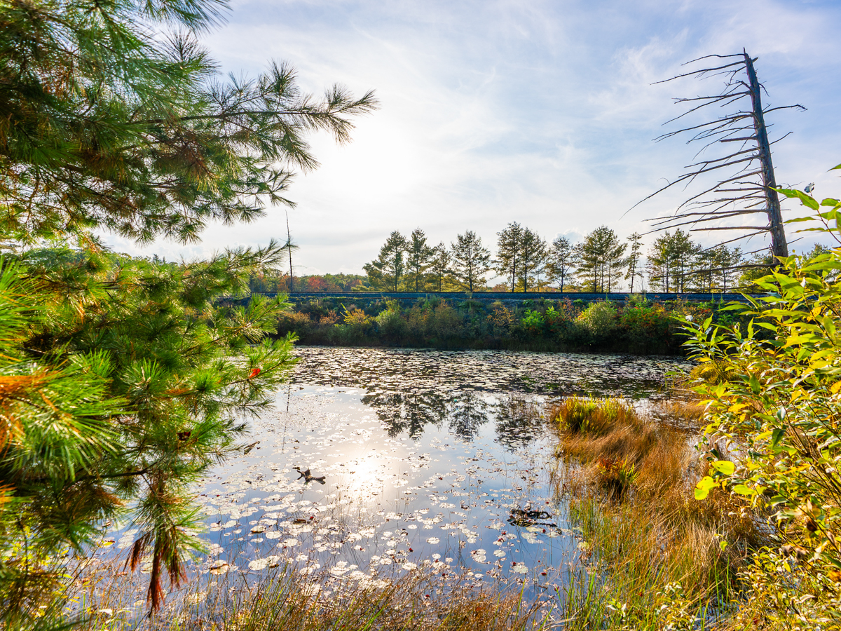 A still pond in the fall, reflecting the sun.
