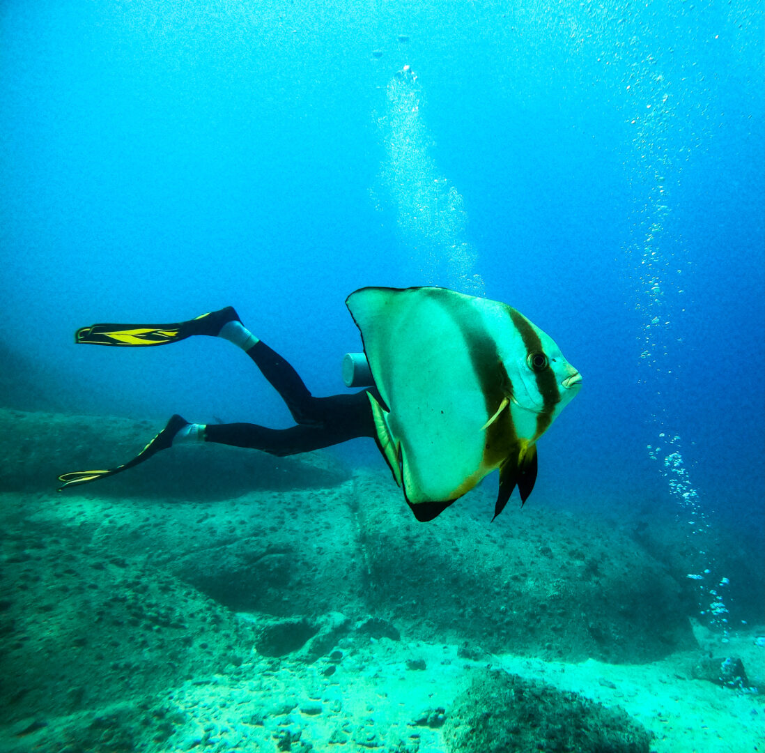 a fish swims in front of a scuba diver making it look like the diver has the head of a fish and the body of a human
