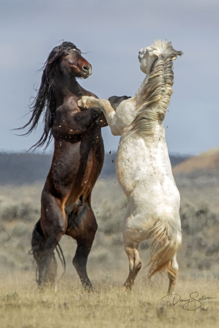a brown and white horse stand on their hind legs and touch hooves