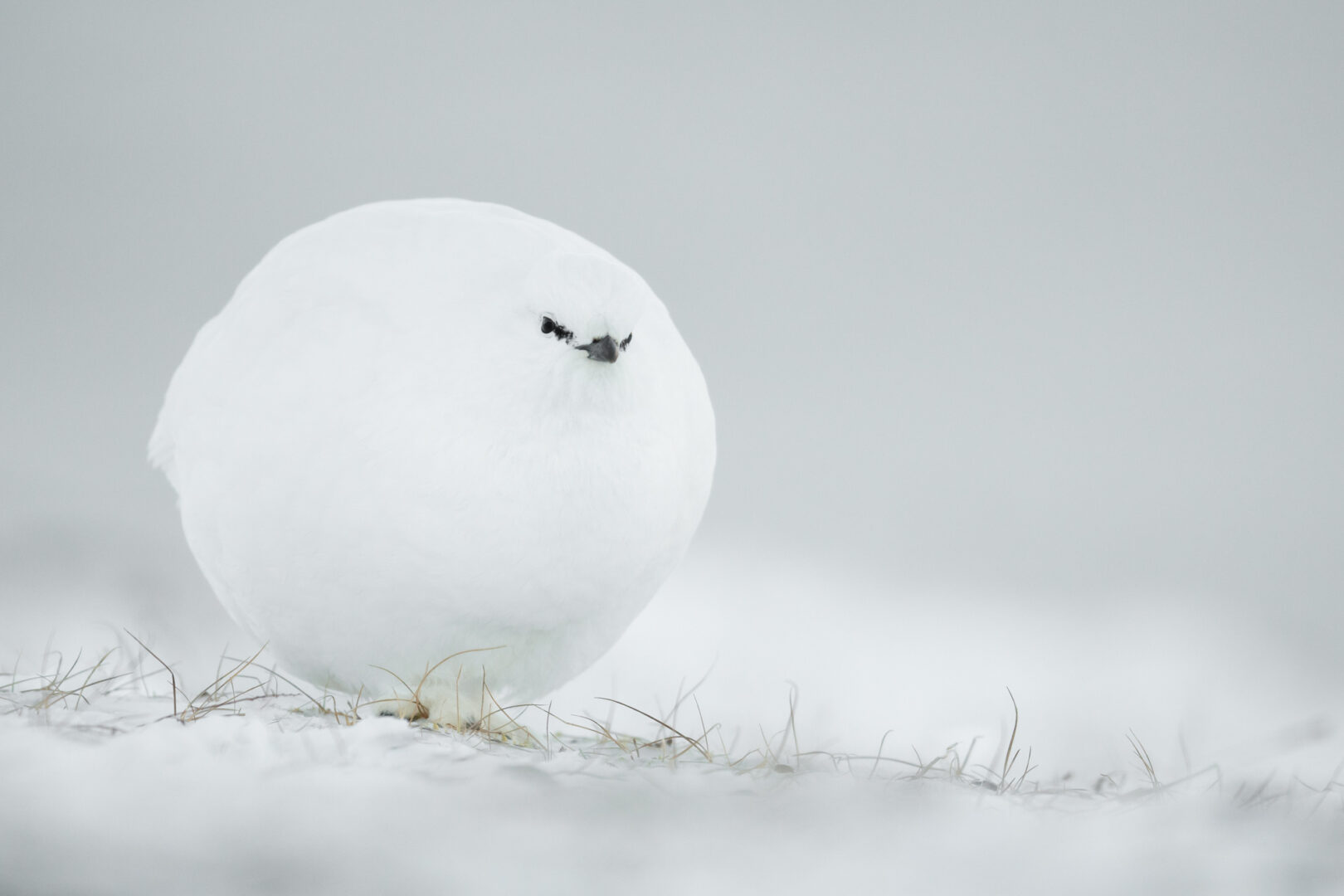 a white grouse in winter is so round it looks like a snowball