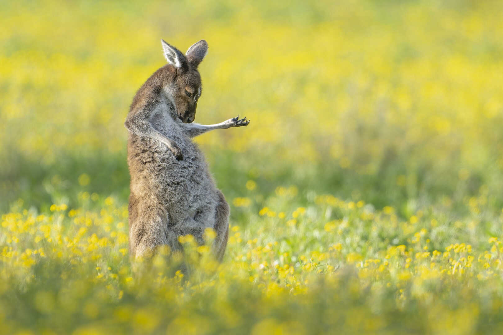 kangaroo appears to be playing air guitar in a grassy field