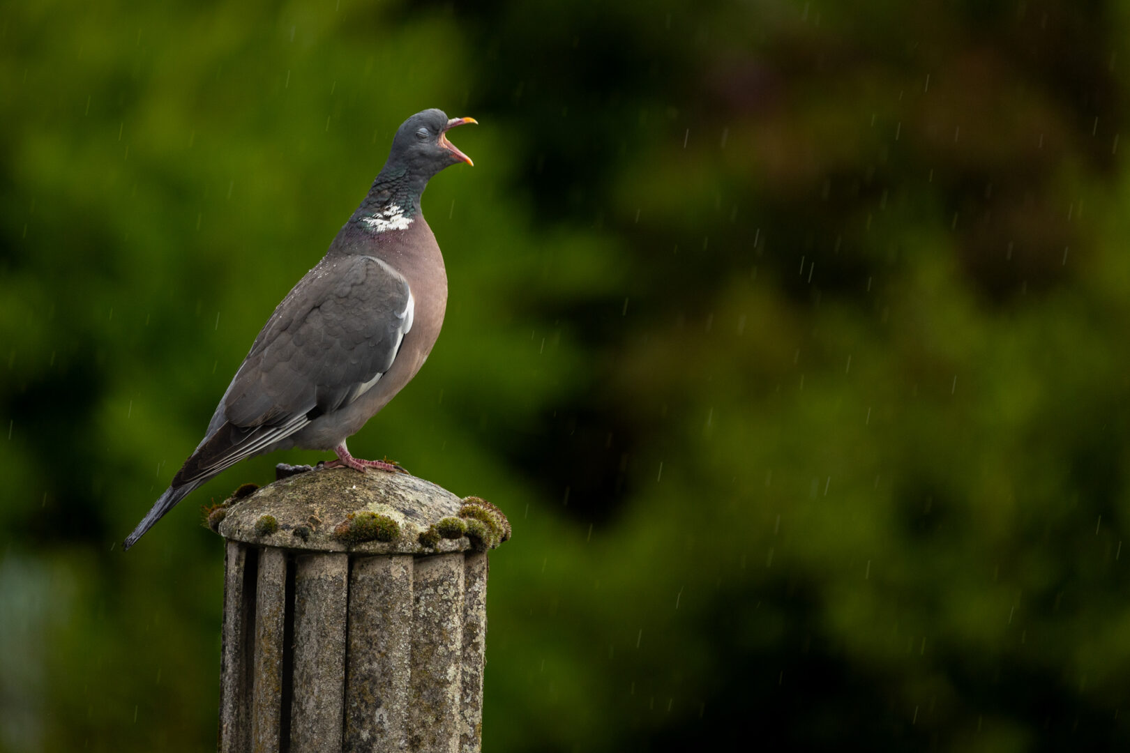 a pigeon stands on a stone pillar and opens its mouth in the rain and looks like it's singing