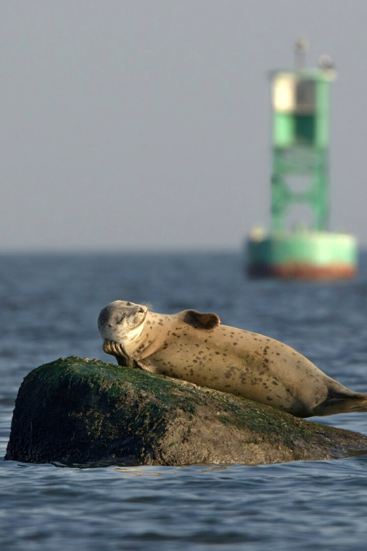 a seal lounged on its side on a rock in front of a buoy