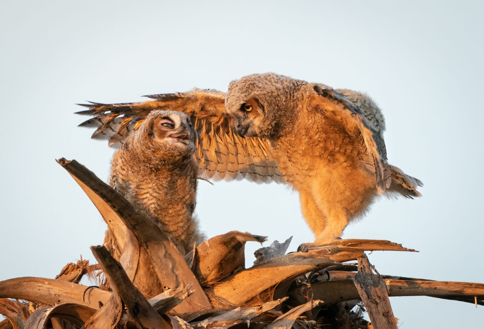 Two great horned owlets in their nest, one with its wings open in a funny scolding gesture