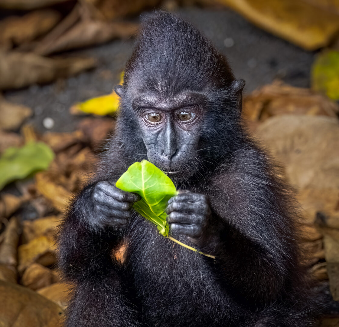 A Macaque monkey studies a green leaf as if it were a newspaper