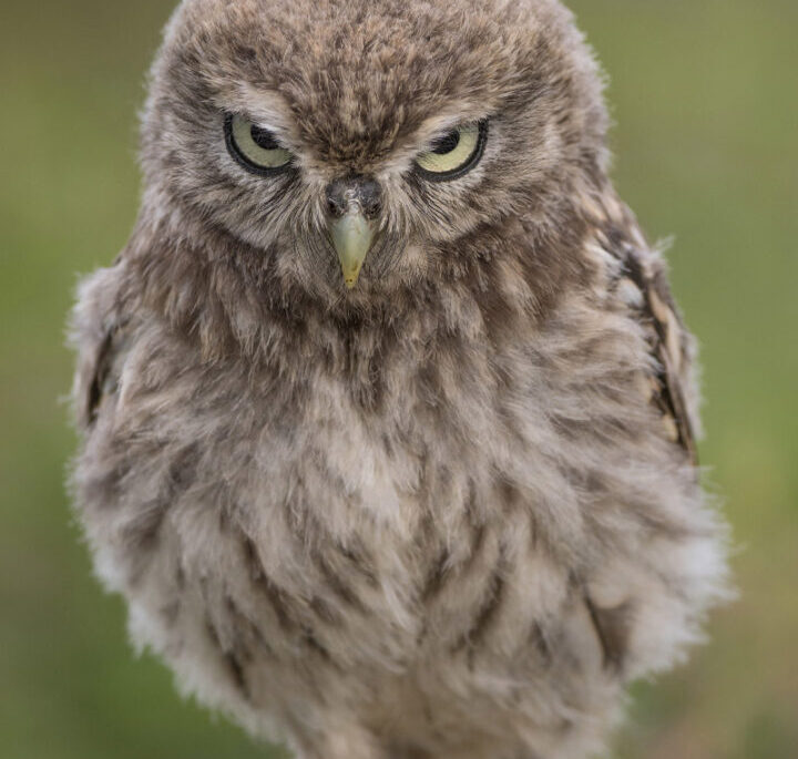 A brown owl makes a funny face that makes it look very angry