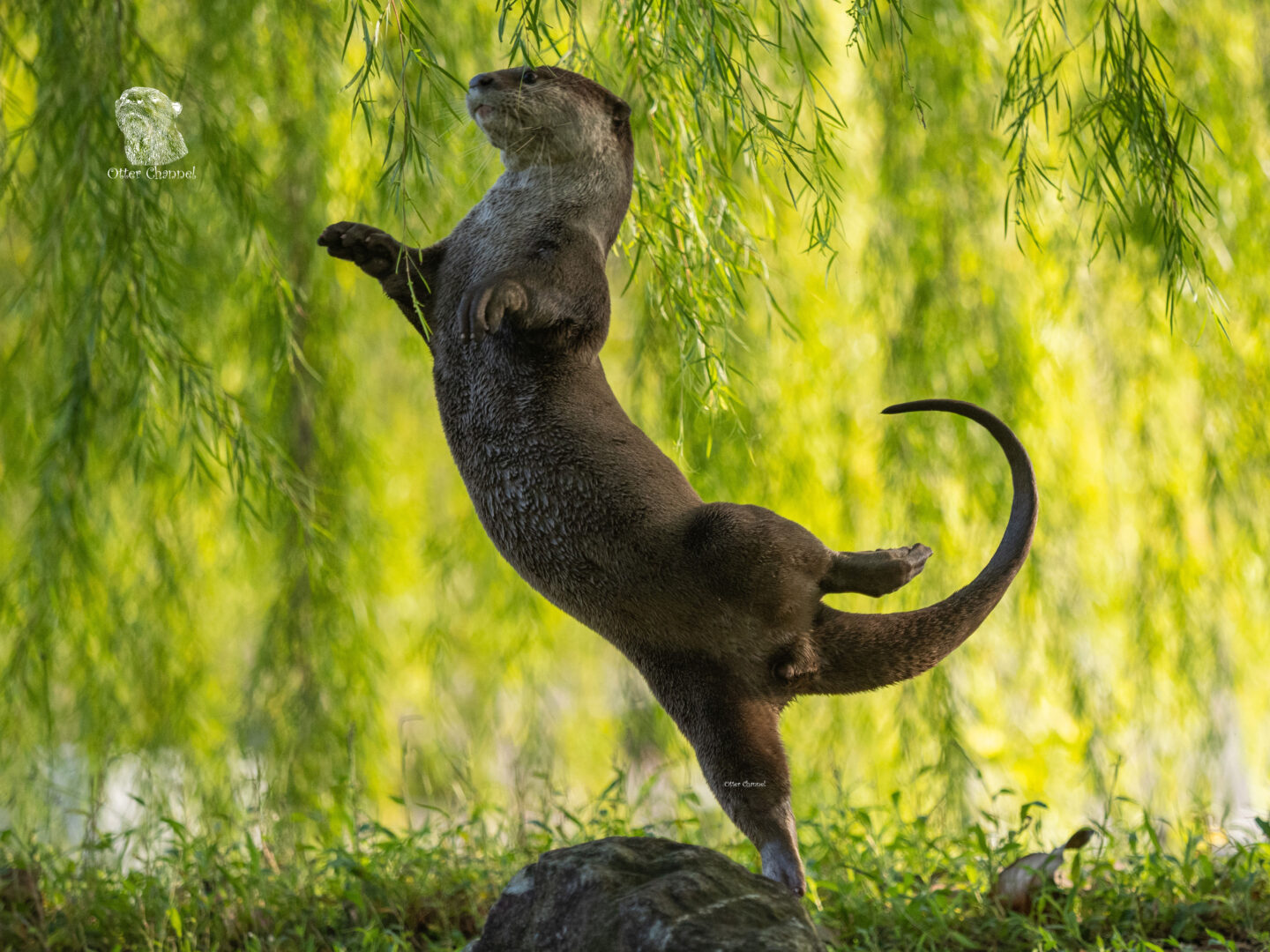 an otter poses like a ballerina against the branches of a willow