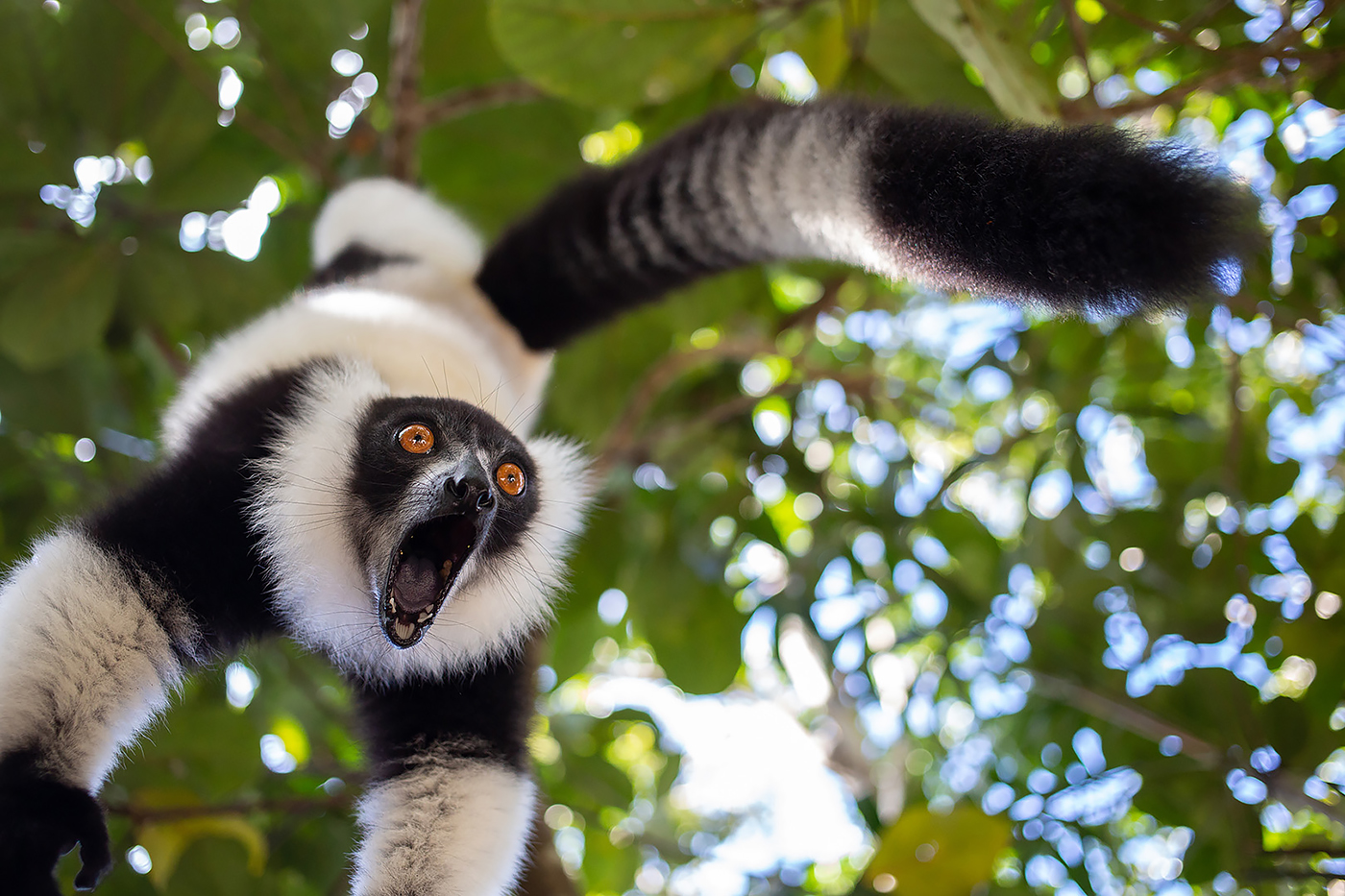 a lemur hangs upside down from a tree with its mouth wide open and eyes wide
