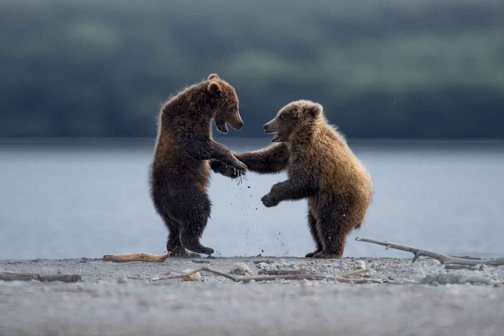 two bear cubs interact with each other on hind legs by a river