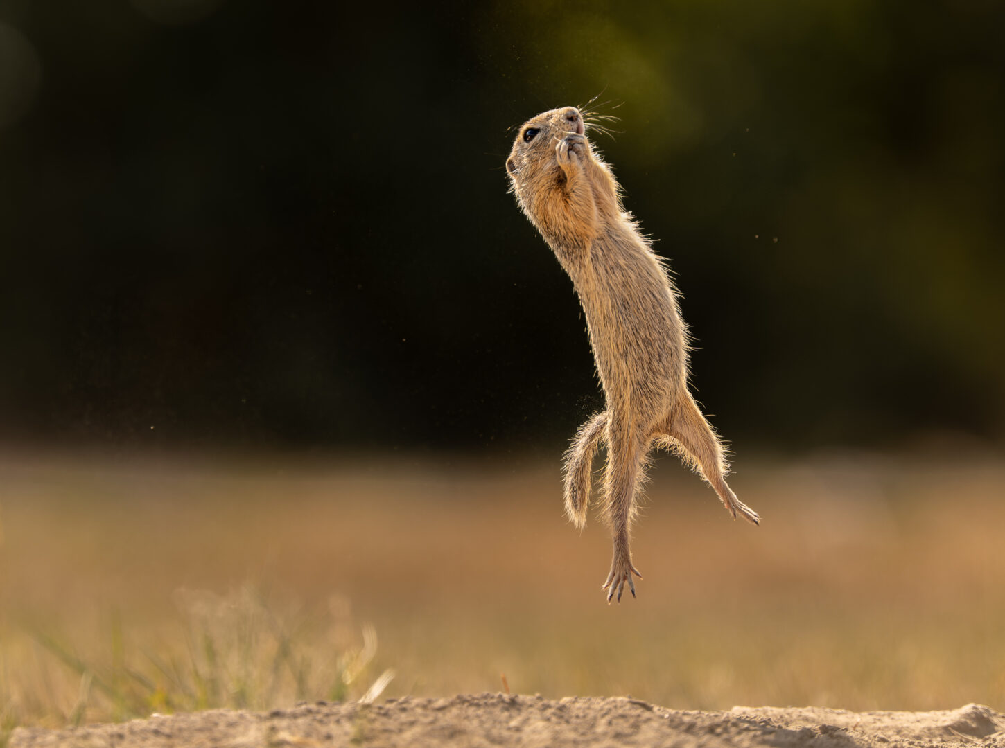 a brown squirrel is suspended in mid air grasping for a nut