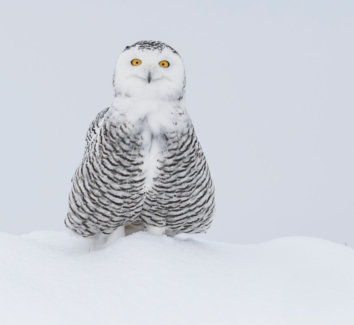 a snowy owl sits in the snow and makes a funny smile