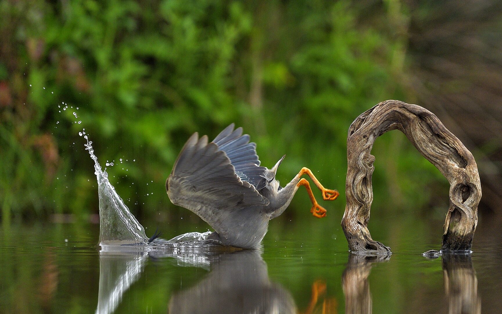 a heron dives for a fish by falling facefirst into the water and making a big splash