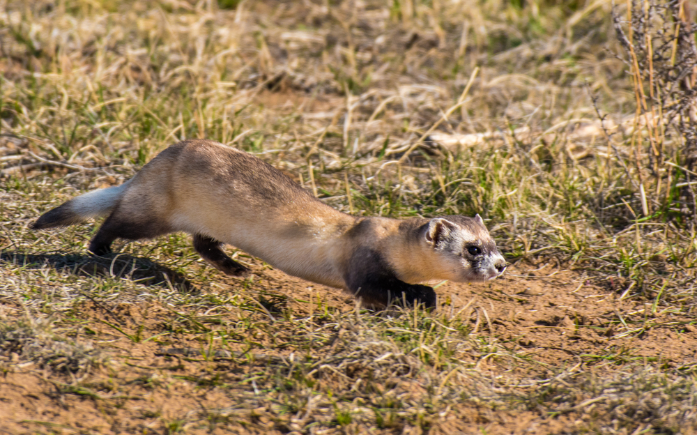 A black-footed ferret in a prairie