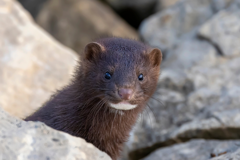 An American mink on the rocks near shore