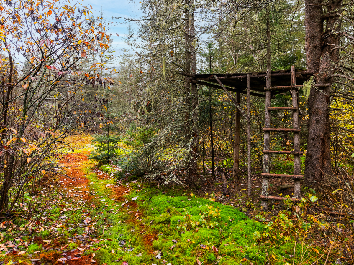 A basic tree fort structure, with a simple ladder and landing, in a forested area.