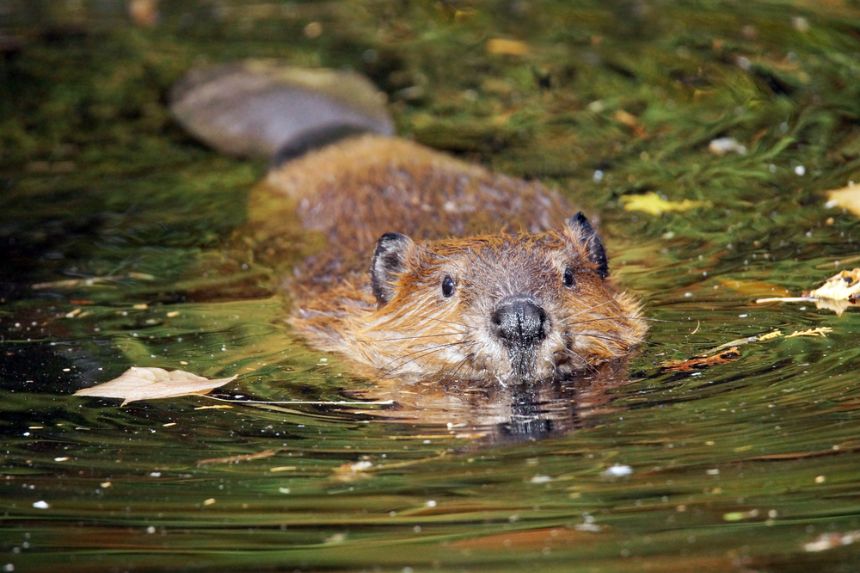 Close up of a beaver in the water