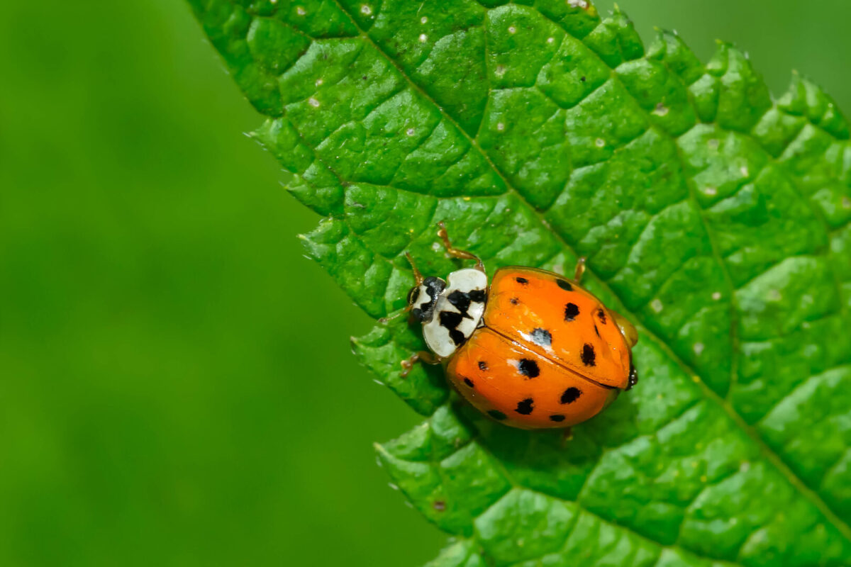 an asian lady beetle crawls on a leaf