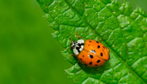 an asian lady beetle crawls on a leaf