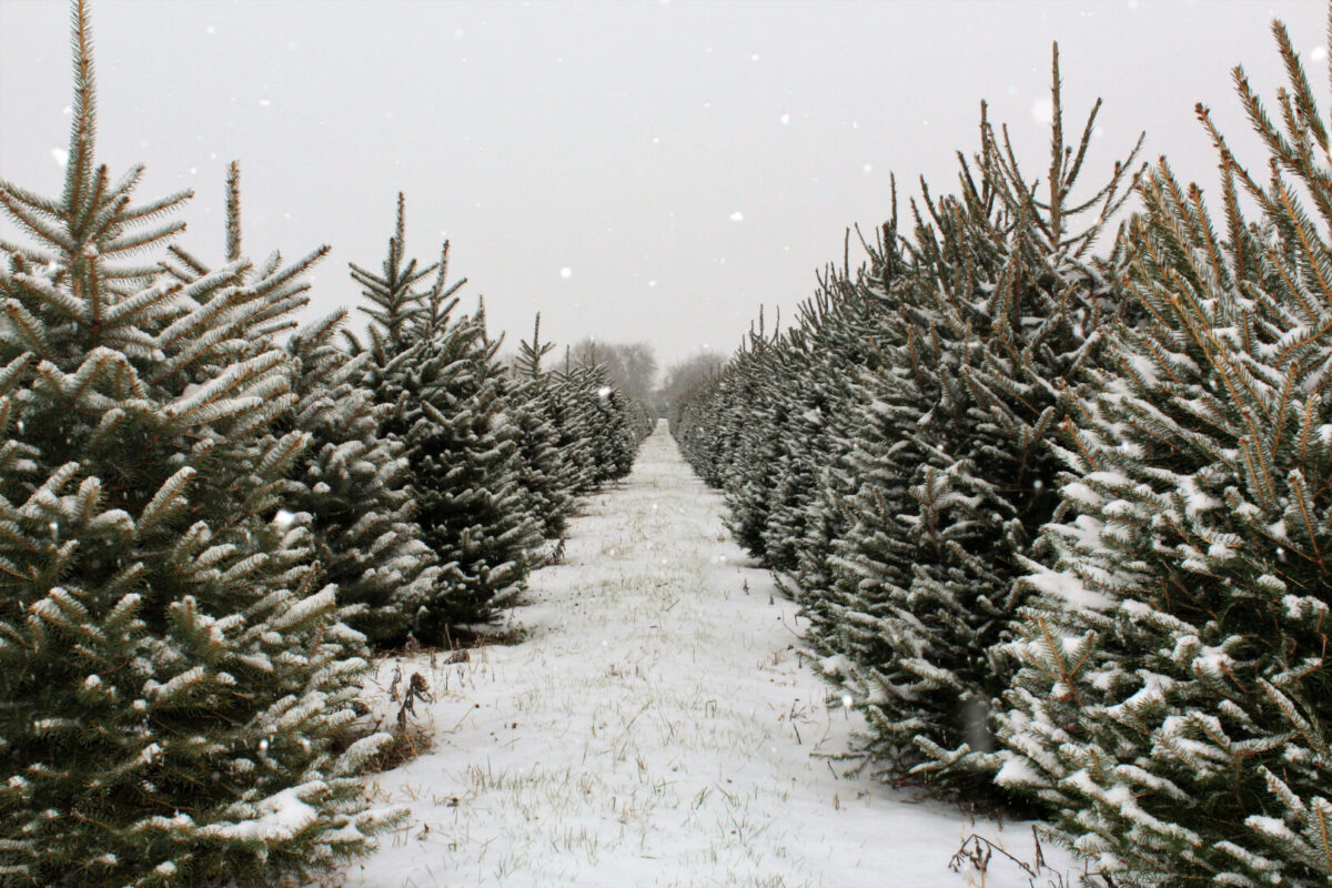 A snowy christmas tree farm