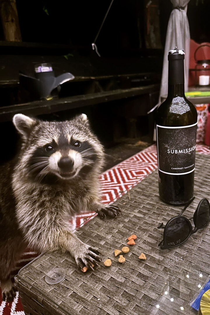 A smiling raccoon approaching an outdoor table at a cottage, with an open wine bottle on the table.