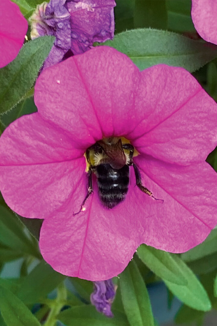 A bumblebee with their head buried into a pink flower in a garden.