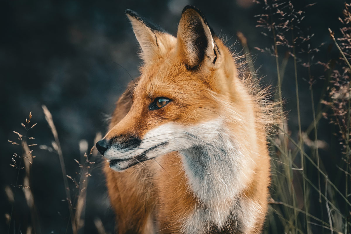 Fox with a wounded jaw against a black background