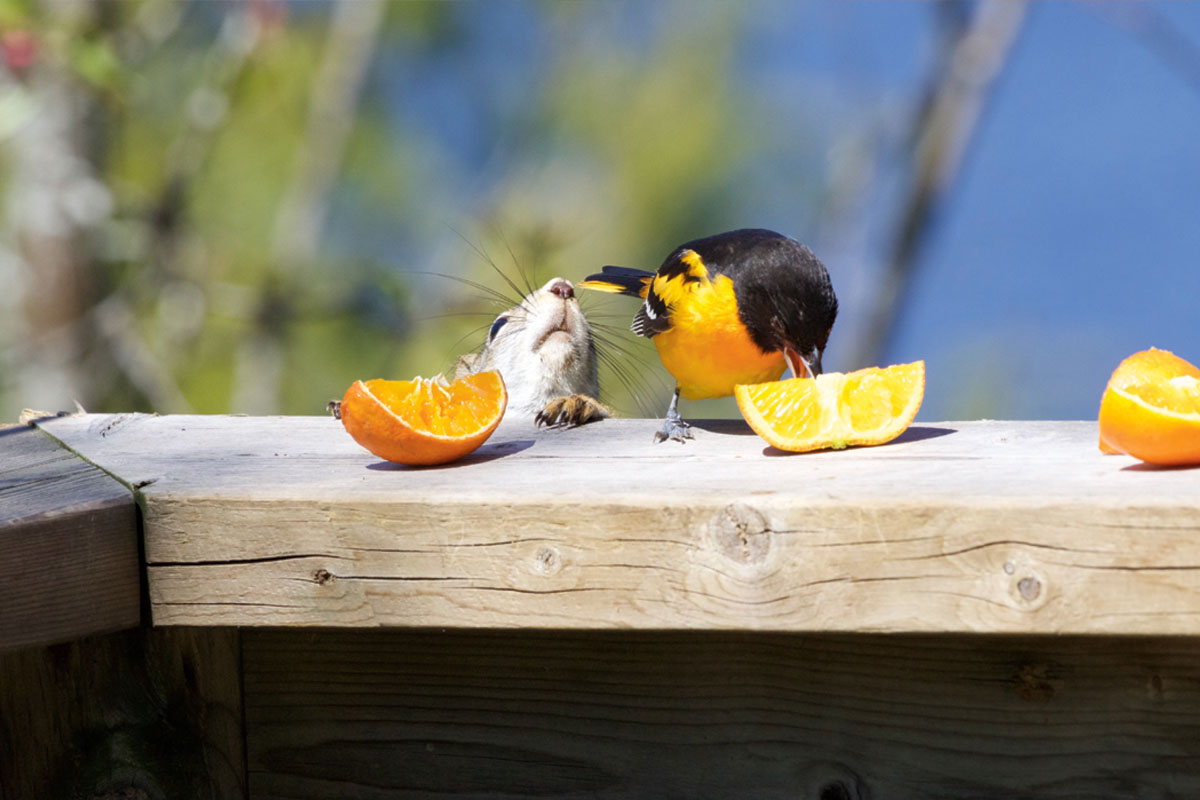 A red squirrel and an oriole eating orange slices off of the railing at a cottage.