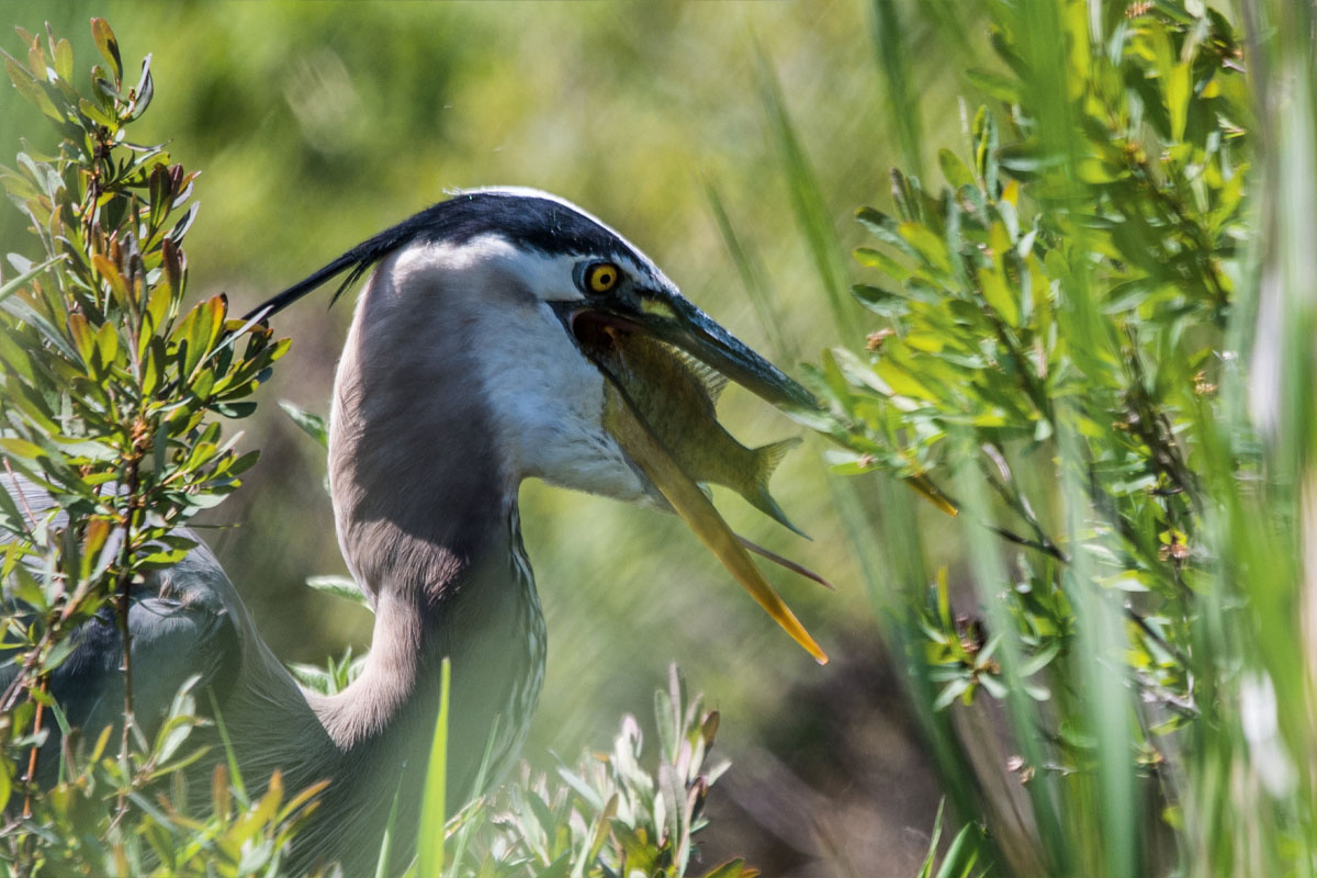 A blue heron devouring a fish in mid-bite, a green, swampy area in the background.