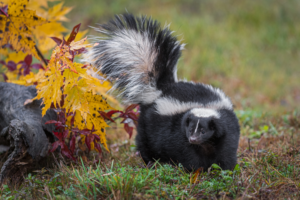 A skunk in the fall