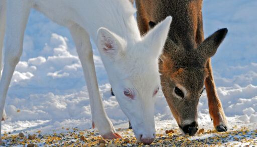 deer eating food off the ground in winter