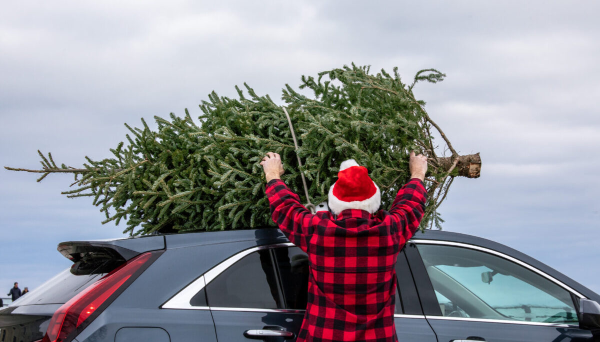 A person in a plaid shirt and sata hat loading a tree onto their car