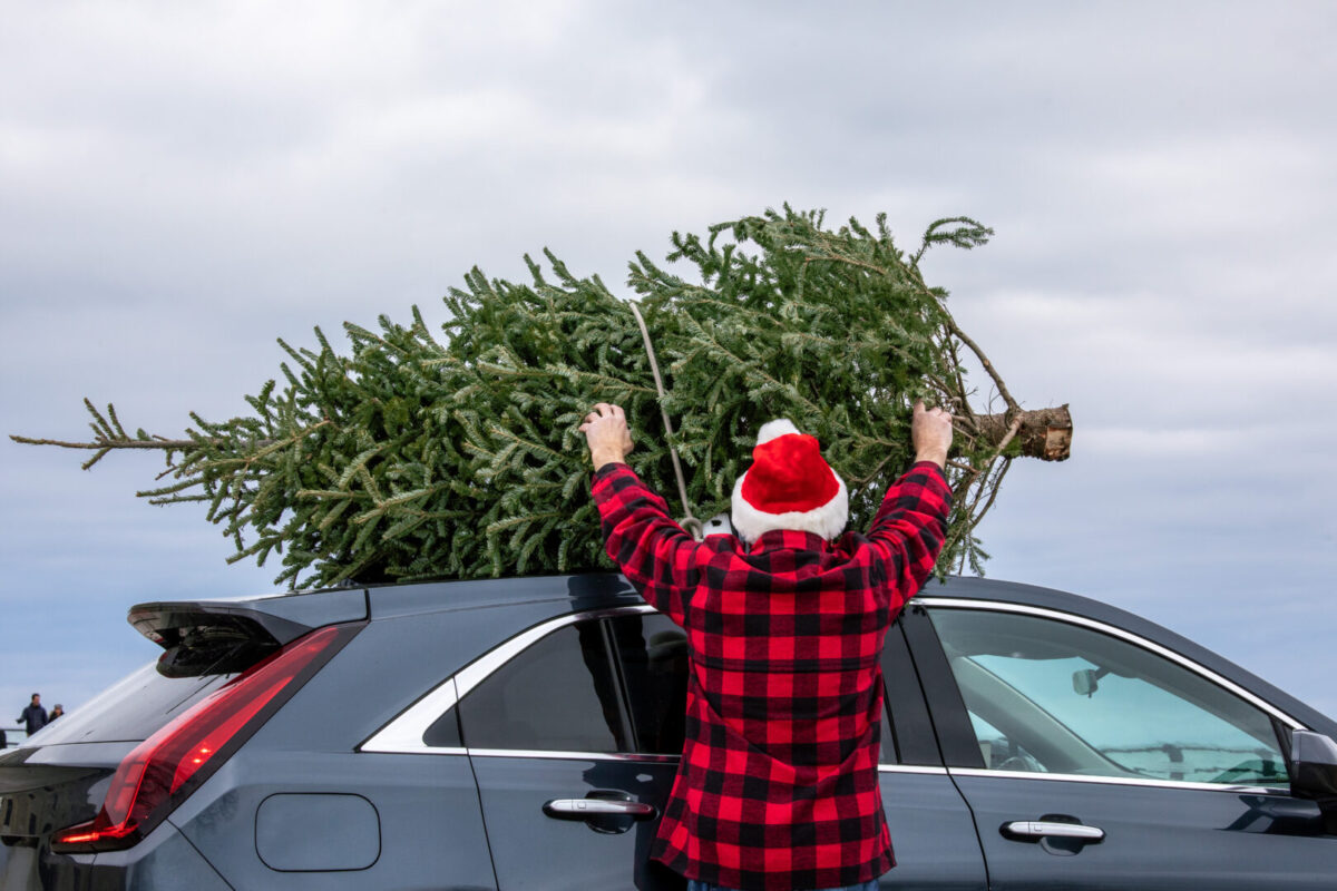 A person in a plaid shirt and sata hat loading a tree onto their car