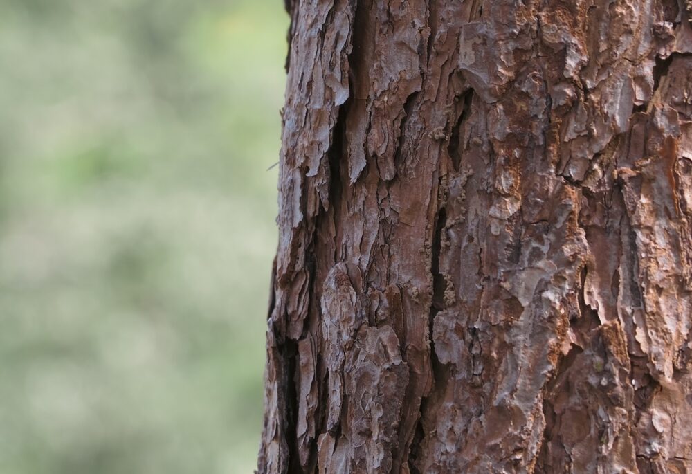 Close up of a tree trunk