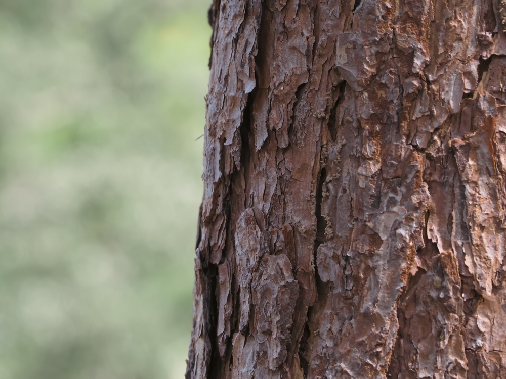 Close up of a tree trunk
