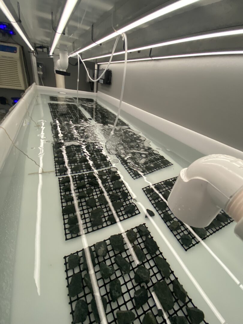 A close-up of the kelp growing on the gravel
