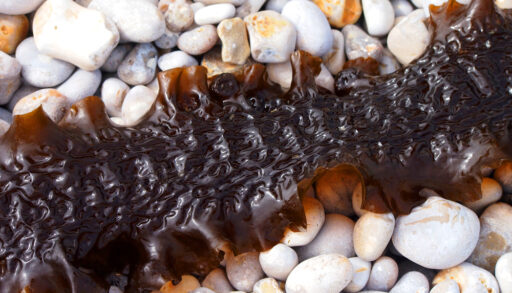 Sea kale, seaweed, saccharina latissima, phaeophyceae, laminariaceae. Brown ocean algae, sugar kelp thallus or sea belt on stones