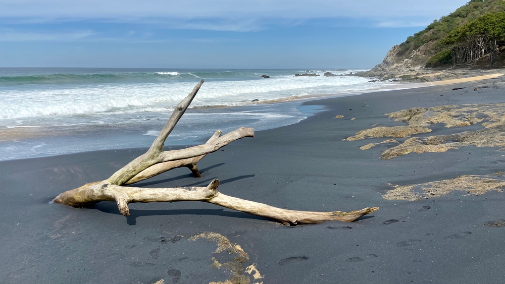 A piece of driftwood in the sand