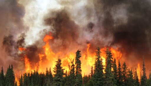photo showing an active wildfire burning a forest of trees